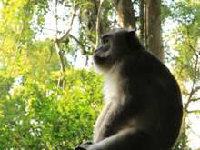 Monkey In Profile