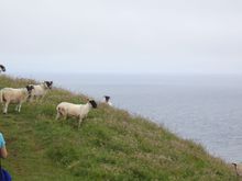 Baaaaaa!