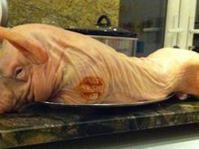 pig raw