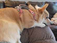 Piper