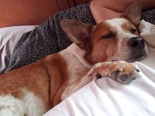 Ranger getting his nap on
