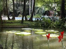 Garden/Pool