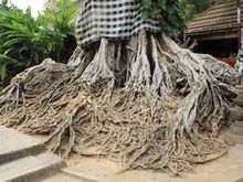 Crazy Roots
