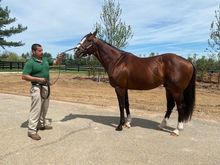 Belmont Stakes Winner Union Rags at Lanes End