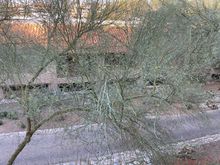 Amazing view of the back of a building, through a tree. 