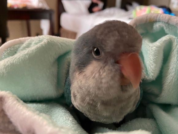 Baby Bleu says you are good people.