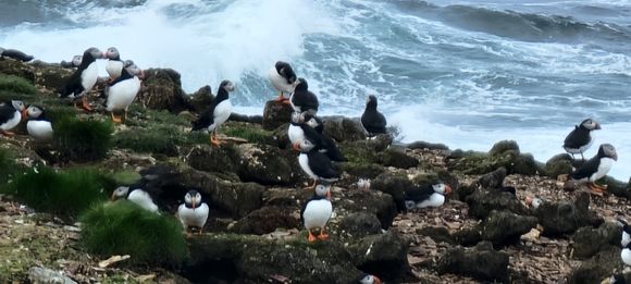 Puffin colony