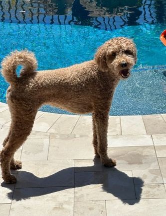 Can we PLEASE get in the pool now, dad?