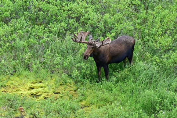 A bull Moose at the appropriately-named "Moose Valley"