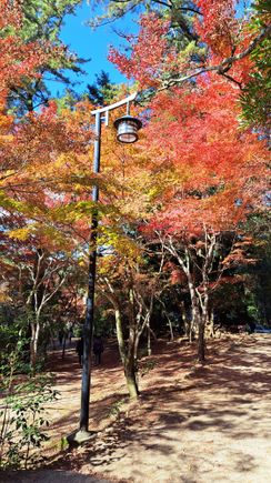 Some beautiful autumn colours in the strong sunhine in Momijidani park enroutre to the ropeway station