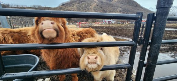 More cows