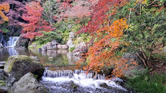 Still a lot of beautiful autumn colours in the  japanese garden outside the walled garden