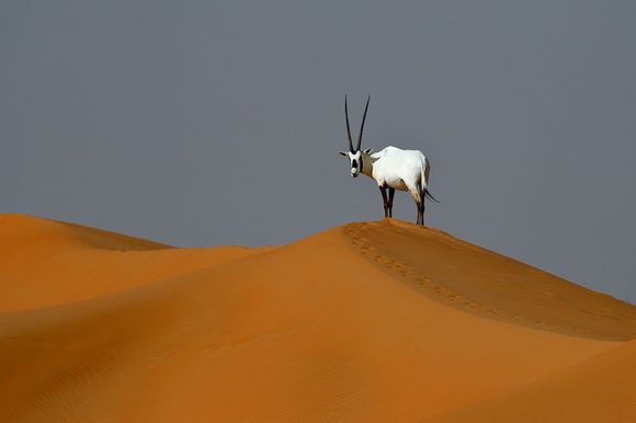Oryx in the desert in Dubai (canon 6d mk2 @ 400mm)