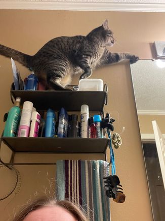 Fred is trying to see if “curiousity killed the cat” is a true expression.