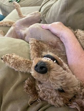 In celebration of the special day, a belly rub!