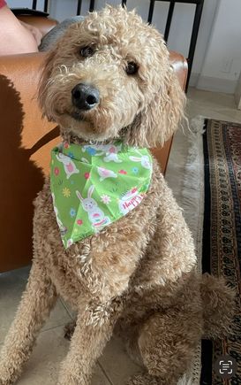 Happy Easter from Poppy!