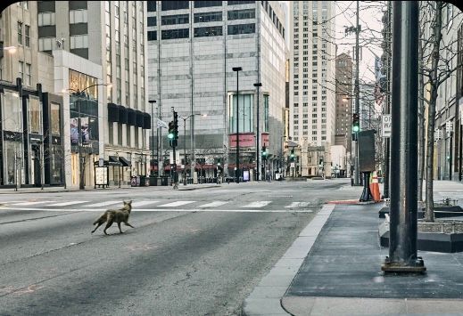 Coyote on Michigan Avenue, in Chicago