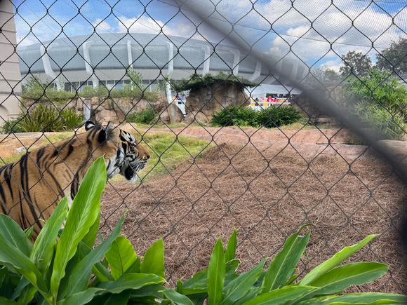Mike VII