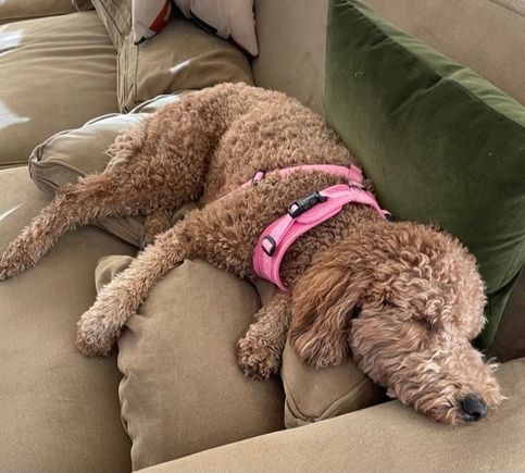 It’s not easy being Poppy!