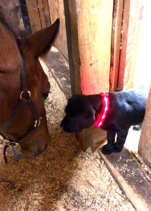 Angus meeting friend in his new collar. Couldn’t see him at night before