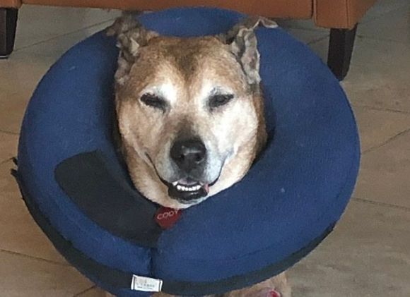 Cody still wearing a balloon to keep him from licking the affected area but feeling much better. 