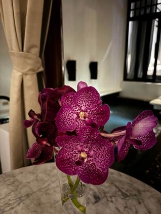 A blue vanda coerulea sitting gracefully in the updated courtyard of villa #107