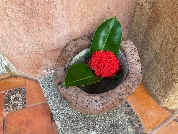 Bourvardia (firecracker flower)