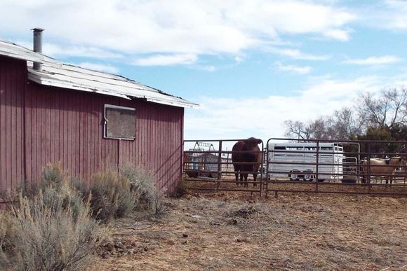 View of the southwest corner of the house and the adjoining corral (and bull).