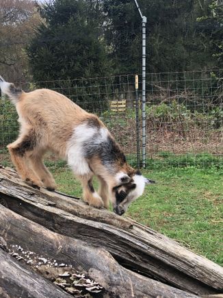 Here’s another photo of Zoomie
I’ll ask her to send video