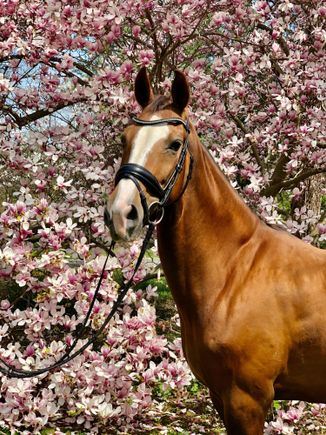 Daughter-in-law’s mare having her first foal in two months
