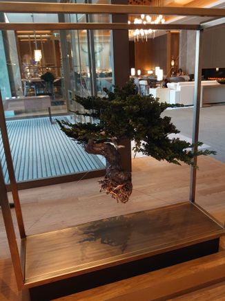 Floating bonsai at the entrance 