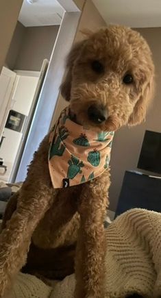 Poppy showing off her “Arizona” style. 