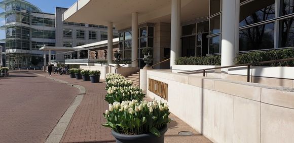 White peace tulips in front of the hotel, honoring the couple's visit fifty years ago.