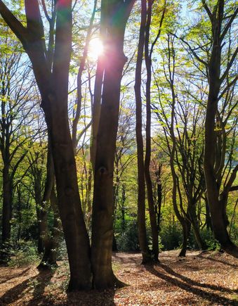 Some lovely moments in the forest around Winterberg 