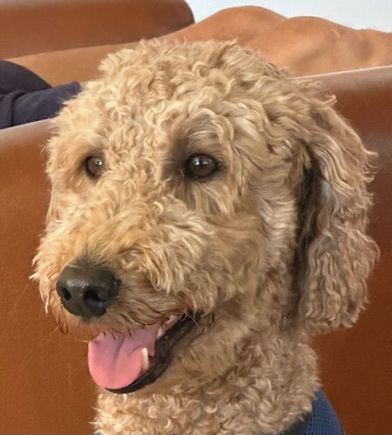 Happy Thursday from Poppy!