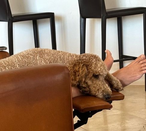 Poppy understands what Labor Day is all about!
