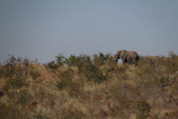 An elephant, far away