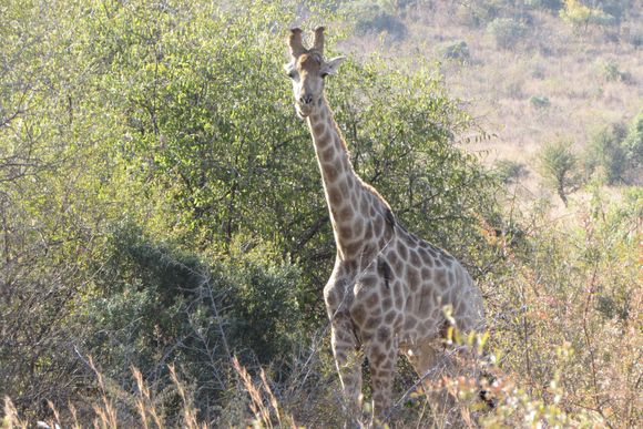 Giraffe front view