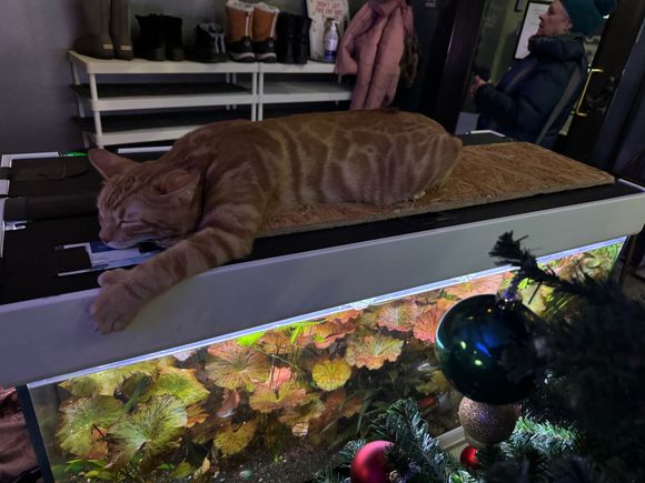 also at Helkatti (yes, a cat cafe that serves beer)