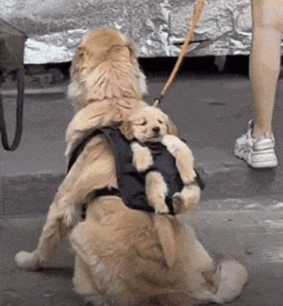 Cutest thing you will see today (unless I oust a pic of Poppy later ;))! 