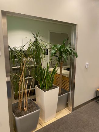 This used to be the restroom - it's not an overgrown jungle