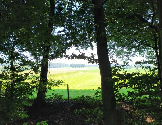 Near the beginning of the hike the route follows the edge of the Uedemer Hochwald forest