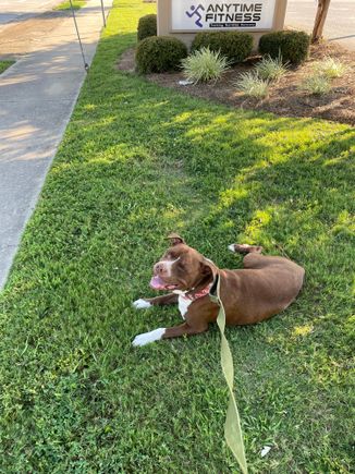 We stayed here for close to ten minutes while he watched traffic go by.  

Instead of pulling towards the crosswalk so we take a longer walk by going around the library on a bigger loop, he now plops himself on this spot of shaded grass in front of a shopping center to “take a break”. I think he’s really just hoping that if we stop moving forward I’ll get distracted and cross the street.  

Frankly it’s happened before so, maybe I should just accept I’m being re-trained?
