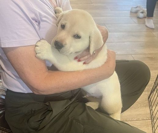 My neighbor’s new pup, Griffin.  A distant cousin of Poppy. 