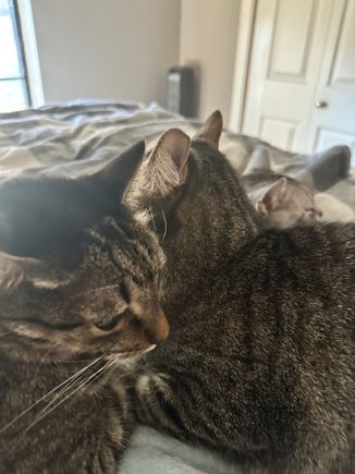 George and Fred were using Anpu as a mattress OR Anpu was using George and Fred as a blanket.