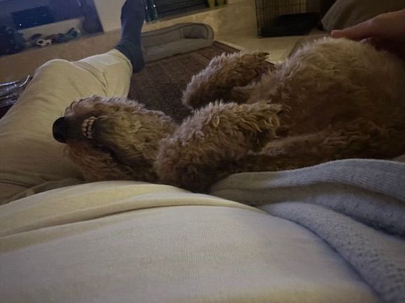Welcome home belly rub!