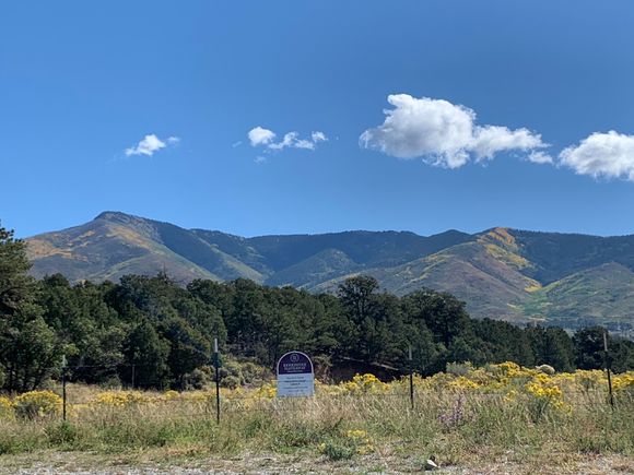 Northern NM with gold aspen groves 