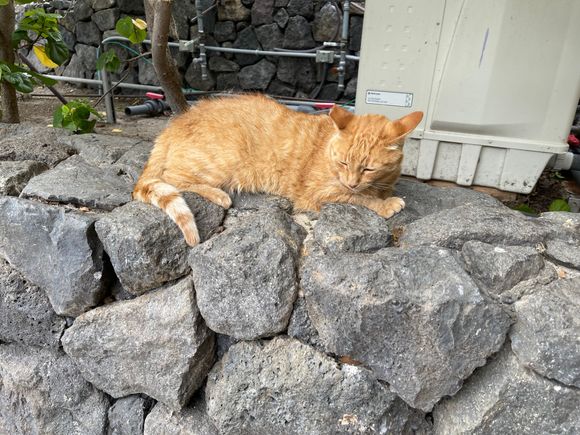 Super chill cat that lives on the property