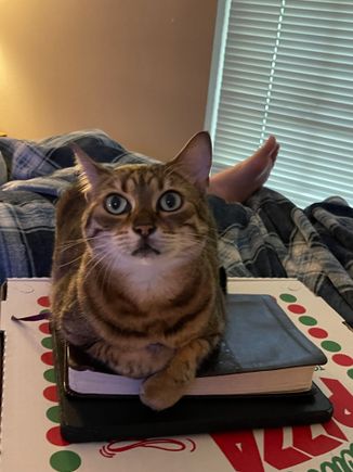 Pay the treat tax or you don’t get the pizza.