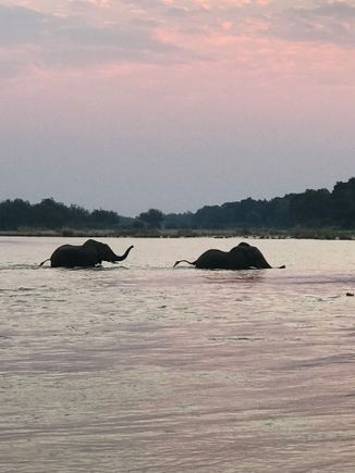 Elephants crossing river - trunks held up